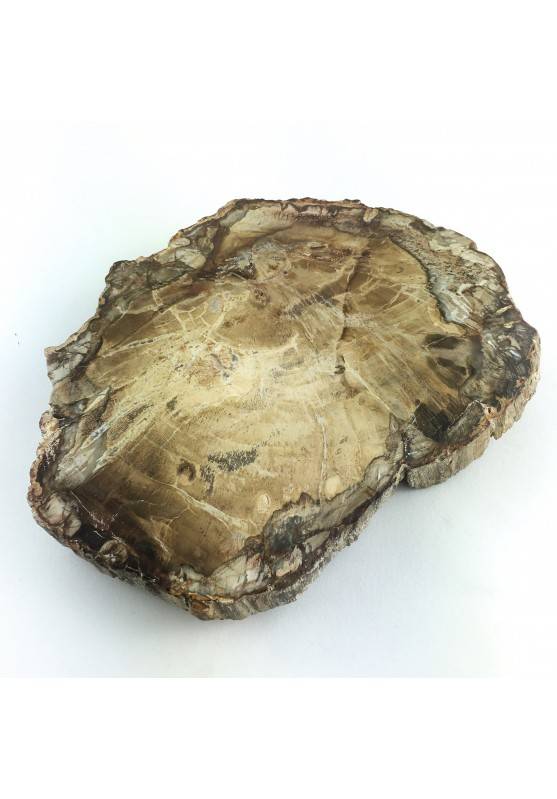 MINERALS * Rare FOSSIL WOOD Specimen High Quality Crystal Healing A+-1