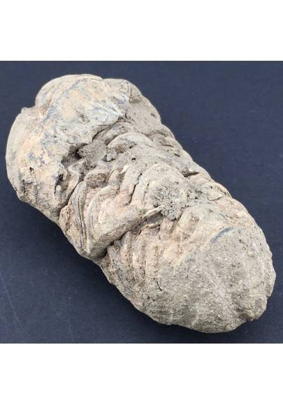 TRILOBITE Fossil Morocco CALYMENE TRISTANI Minerals Rough Specimen-1