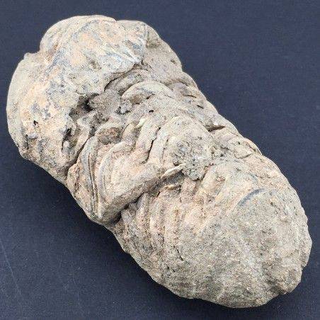TRILOBITE Fossil Morocco CALYMENE TRISTANI Minerals Rough Specimen-1