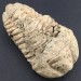 TRILOBITE Fossil Morocco CALYMENE TRISTANI Minerals Rough Specimen-2
