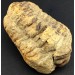 GRANDE TRILOBITE FOSSILE Marocco CALYMENE TRISTANI Minerali Grezza Collezionismo-2