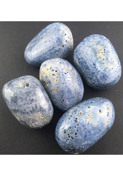 Rare Blue Coral Madrepore Tumbled Stone Crystal Healing Chakra High Grade-1