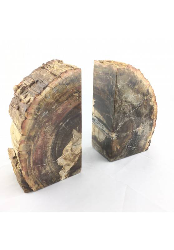 BIG Bookends Slice of  FOSSIL wood of Madagascar Silicified EXTRA Quality-1