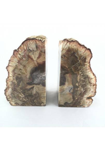 Slice Bookends FOSSIL wood Silicified EXTRA Quality furniture Specimen-3