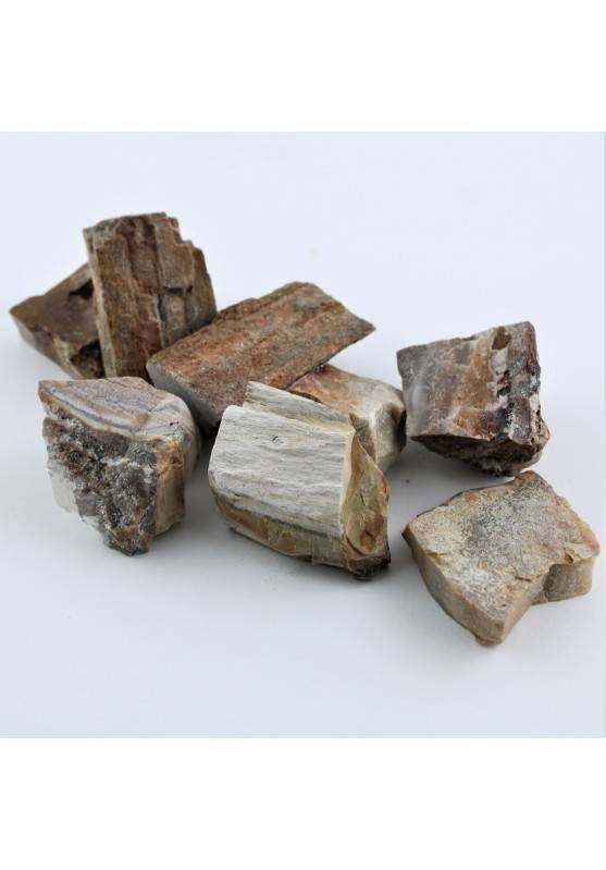 Minerali * Grande LEGNO FOSSILE Collezionismo Cristalloterapia 27-45g Chakra-1