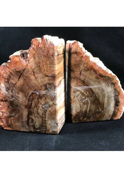 MINERALS * Rare Petrified WOOD Fossil Bookends Paperweight High Quality Specimen A+-1