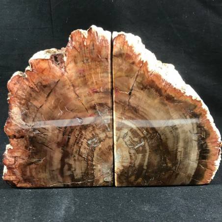 MINERALS * Rare Petrified WOOD Fossil Bookends Paperweight High Quality Specimen A+-3