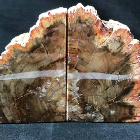 MINERALS * Rare Petrified WOOD Fossil Bookends Paperweight High Quality Specimen A+-4