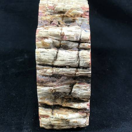 MINERALS * Rare Petrified WOOD Fossil Bookends Paperweight High Quality Specimen A+-7