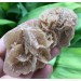 Selenite DESERT ROSE Sand Tunisia Mineral 109g 42x93mm MINERALS High Quality A+-1